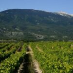 Les Amidyves d’Olivier B – Un vin d’émotion