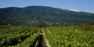 Lire la suite à propos de l’article Les Amidyves d’Olivier B – Un vin d’émotion